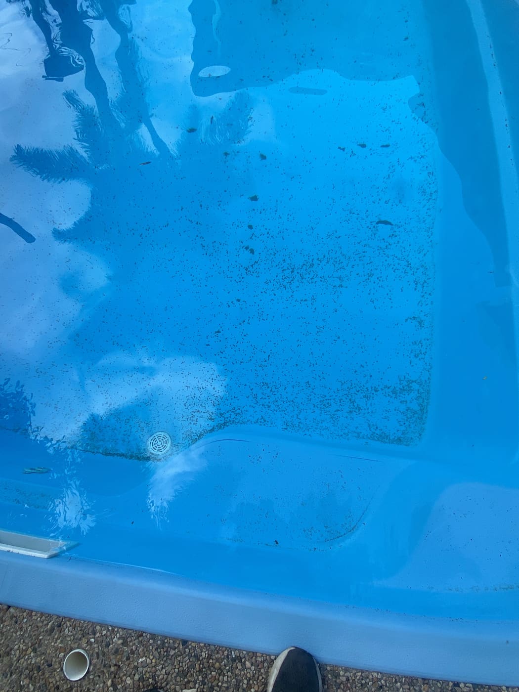 Blue fibreglass Townsville pool with algae spots and debris on the floor before service