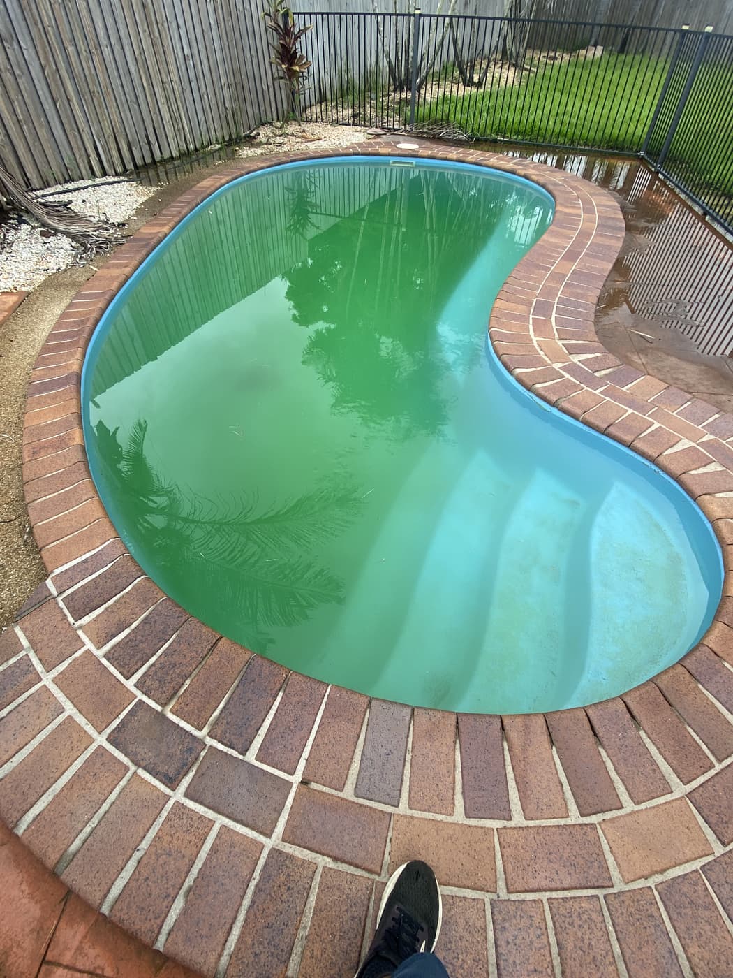 Kidney-shaped Townsville pool with full green algae bloom before TQ Pool Services