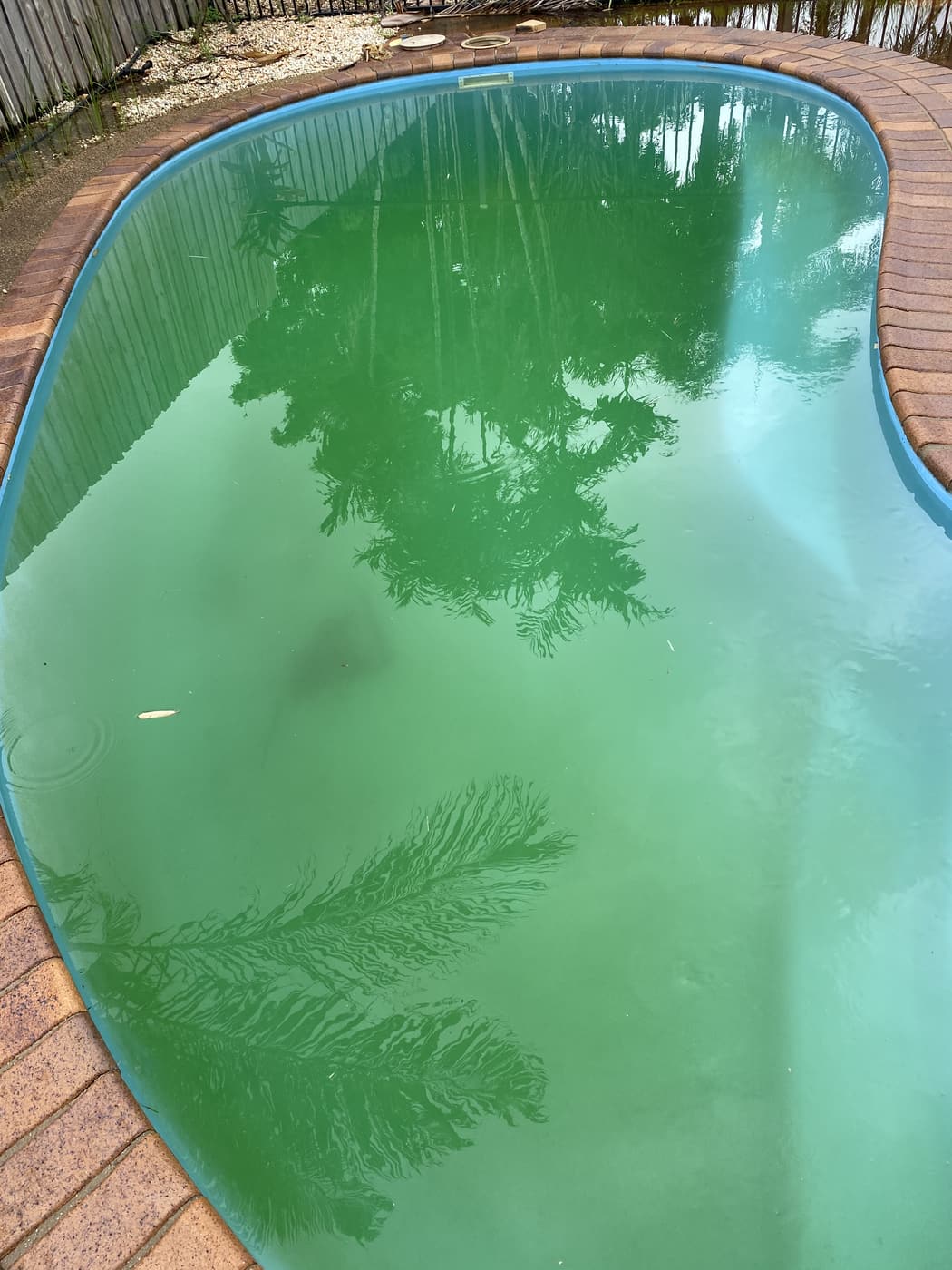 Townsville pool with heavy green algae bloom — close-up before recovery